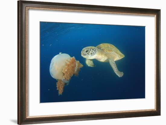 Green Sea Turtle Feeds on Large Pelagic Jellyfish-Rich Carey-Framed Photographic Print