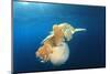 Green Sea Turtle Feeds on Large Pelagic Jellyfish-Rich Carey-Mounted Photographic Print