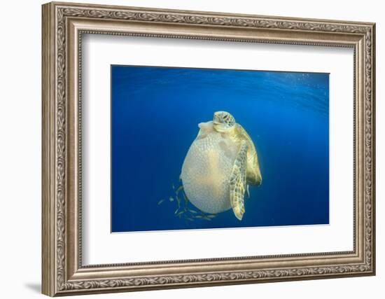 Green Sea Turtle Feeds on Large Pelagic Jellyfish-Rich Carey-Framed Photographic Print