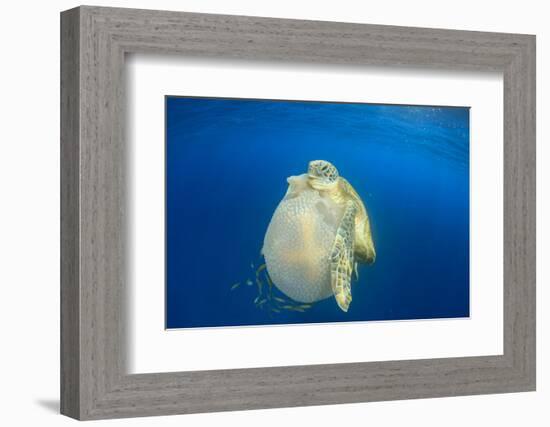 Green Sea Turtle Feeds on Large Pelagic Jellyfish-Rich Carey-Framed Photographic Print