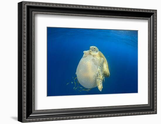 Green Sea Turtle Feeds on Large Pelagic Jellyfish-Rich Carey-Framed Photographic Print