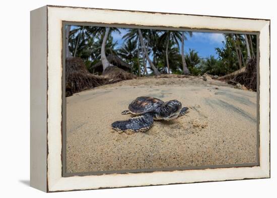 Green sea turtle hatchling, heading to the ocean, Yap, Micronesia-David Fleetham-Framed Premier Image Canvas