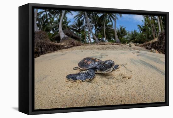 Green sea turtle hatchling, heading to the ocean, Yap, Micronesia-David Fleetham-Framed Premier Image Canvas