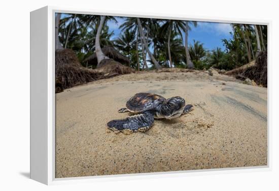 Green sea turtle hatchling, heading to the ocean, Yap, Micronesia-David Fleetham-Framed Premier Image Canvas