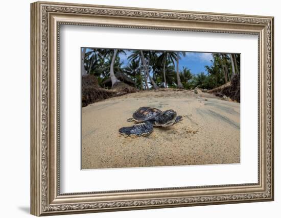 Green sea turtle hatchling, heading to the ocean, Yap, Micronesia-David Fleetham-Framed Photographic Print