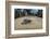 Green sea turtle hatchling, heading to the ocean, Yap, Micronesia-David Fleetham-Framed Photographic Print