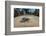 Green sea turtle hatchling, heading to the ocean, Yap, Micronesia-David Fleetham-Framed Photographic Print