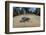 Green sea turtle hatchling, heading to the ocean, Yap, Micronesia-David Fleetham-Framed Photographic Print