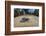 Green sea turtle hatchling, heading to the ocean, Yap, Micronesia-David Fleetham-Framed Photographic Print