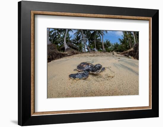 Green sea turtle hatchling, heading to the ocean, Yap, Micronesia-David Fleetham-Framed Photographic Print