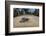 Green sea turtle hatchling, heading to the ocean, Yap, Micronesia-David Fleetham-Framed Photographic Print