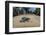 Green sea turtle hatchling, heading to the ocean, Yap, Micronesia-David Fleetham-Framed Photographic Print