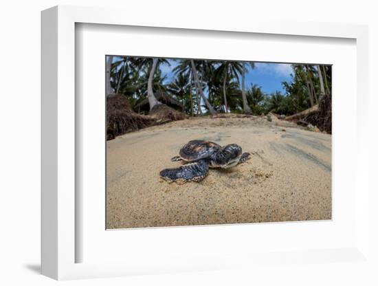 Green sea turtle hatchling, heading to the ocean, Yap, Micronesia-David Fleetham-Framed Photographic Print