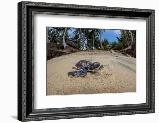 Green sea turtle hatchling, heading to the ocean, Yap, Micronesia-David Fleetham-Framed Photographic Print