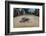 Green sea turtle hatchling, heading to the ocean, Yap, Micronesia-David Fleetham-Framed Photographic Print