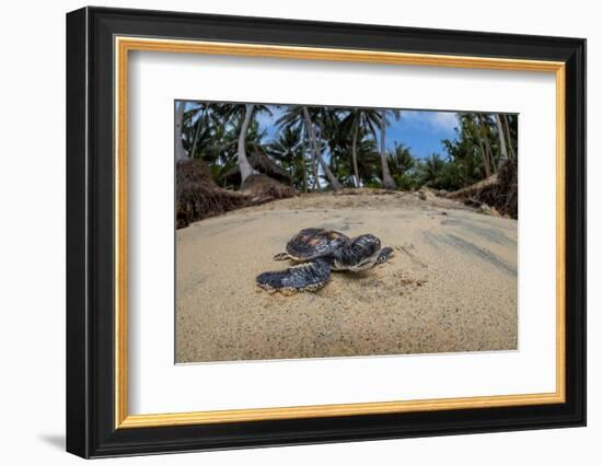 Green sea turtle hatchling, heading to the ocean, Yap, Micronesia-David Fleetham-Framed Photographic Print