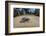 Green sea turtle hatchling, heading to the ocean, Yap, Micronesia-David Fleetham-Framed Photographic Print