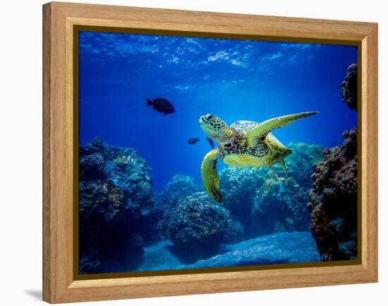 Green Sea Turtle in Hawaii-drewsulockcreations-Framed Premier Image Canvas