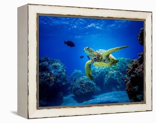 Green Sea Turtle in Hawaii-drewsulockcreations-Framed Premier Image Canvas