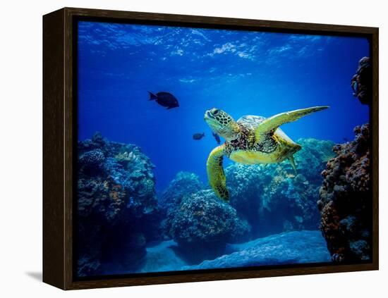 Green Sea Turtle in Hawaii-drewsulockcreations-Framed Premier Image Canvas