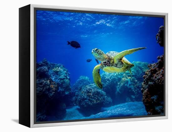 Green Sea Turtle in Hawaii-drewsulockcreations-Framed Premier Image Canvas