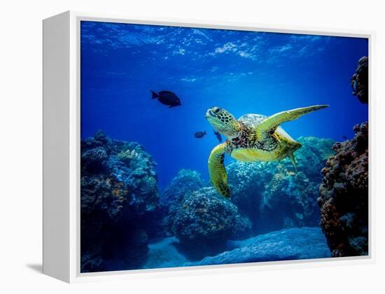 Green Sea Turtle in Hawaii-drewsulockcreations-Framed Premier Image Canvas