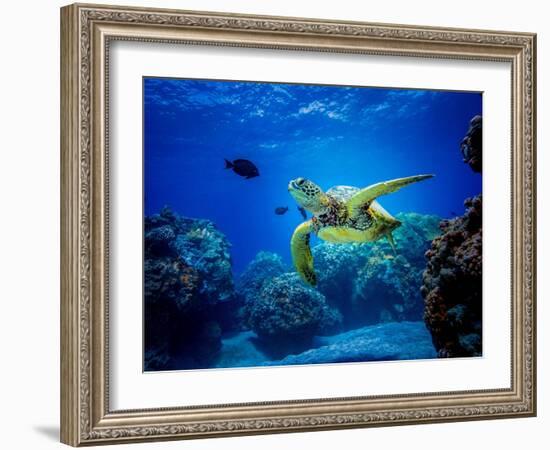 Green Sea Turtle in Hawaii-drewsulockcreations-Framed Photographic Print