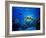 Green Sea Turtle in Hawaii-drewsulockcreations-Framed Photographic Print