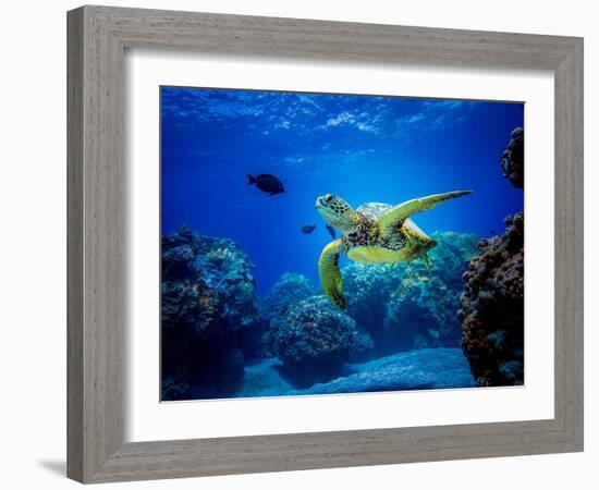 Green Sea Turtle in Hawaii-drewsulockcreations-Framed Photographic Print