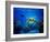 Green Sea Turtle in Hawaii-drewsulockcreations-Framed Photographic Print