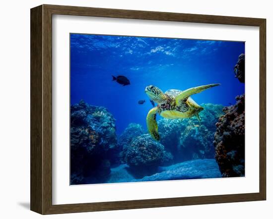 Green Sea Turtle in Hawaii-drewsulockcreations-Framed Photographic Print