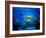 Green Sea Turtle in Hawaii-drewsulockcreations-Framed Photographic Print