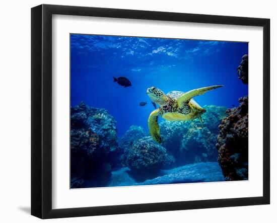 Green Sea Turtle in Hawaii-drewsulockcreations-Framed Photographic Print