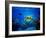 Green Sea Turtle in Hawaii-drewsulockcreations-Framed Photographic Print