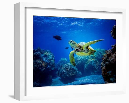 Green Sea Turtle in Hawaii-drewsulockcreations-Framed Photographic Print