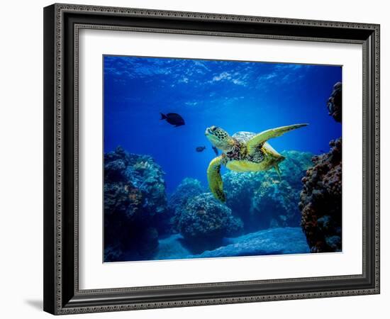 Green Sea Turtle in Hawaii-drewsulockcreations-Framed Photographic Print