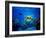 Green Sea Turtle in Hawaii-drewsulockcreations-Framed Photographic Print