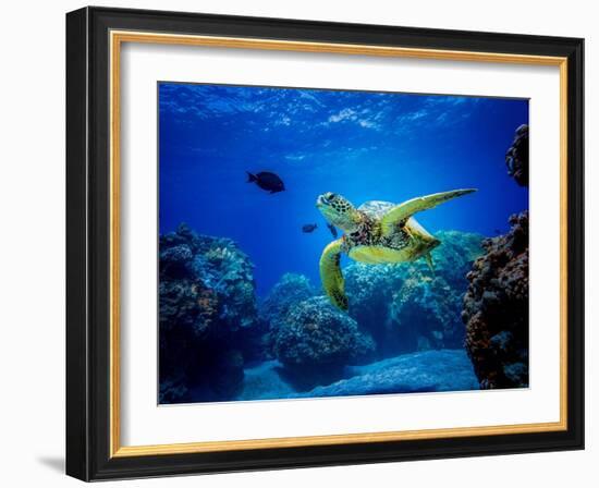 Green Sea Turtle in Hawaii-drewsulockcreations-Framed Photographic Print