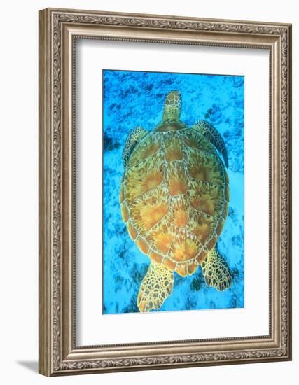 Green Sea Turtle, North Huvadhoo Atoll, Southern Maldives, Indian Ocean-Stuart Westmorland-Framed Photographic Print