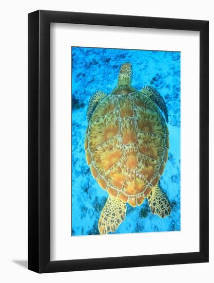 Green Sea Turtle, North Huvadhoo Atoll, Southern Maldives, Indian Ocean-Stuart Westmorland-Framed Photographic Print
