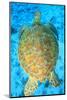 Green Sea Turtle, North Huvadhoo Atoll, Southern Maldives, Indian Ocean-Stuart Westmorland-Mounted Photographic Print