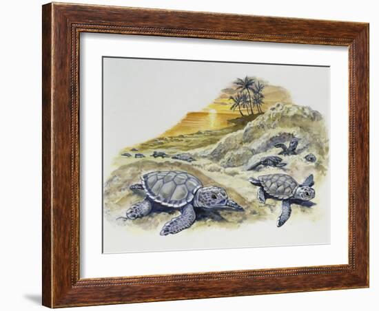 Green Sea Turtle or Pacific Green Turtle (Chelonia Mydas) Hatchlings on Beach, Cheloniidae-null-Framed Giclee Print