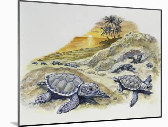 Green Sea Turtle or Pacific Green Turtle (Chelonia Mydas) Hatchlings on Beach, Cheloniidae-null-Mounted Giclee Print