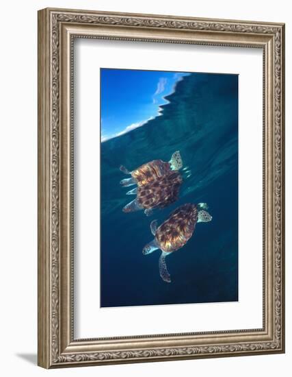 Green sea turtle reflection under surface. Cayman Islands-Carlos Villoch-Framed Photographic Print