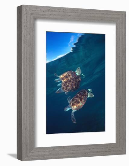 Green sea turtle reflection under surface. Cayman Islands-Carlos Villoch-Framed Photographic Print