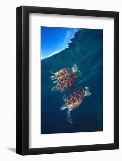 Green sea turtle reflection under surface. Cayman Islands-Carlos Villoch-Framed Photographic Print