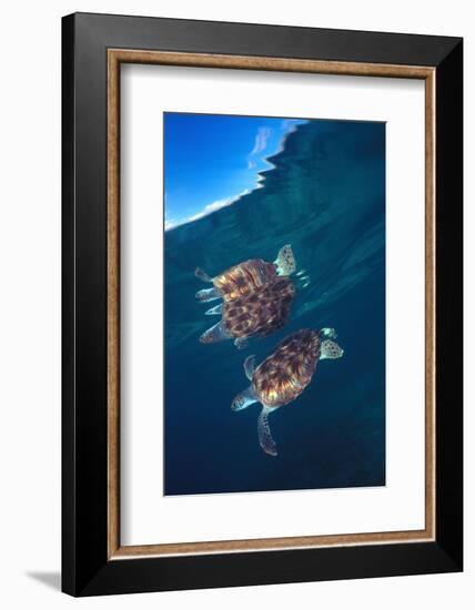 Green sea turtle reflection under surface. Cayman Islands-Carlos Villoch-Framed Photographic Print