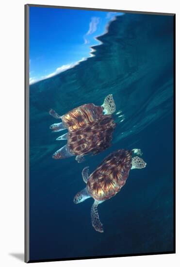 Green sea turtle reflection under surface. Cayman Islands-Carlos Villoch-Mounted Photographic Print