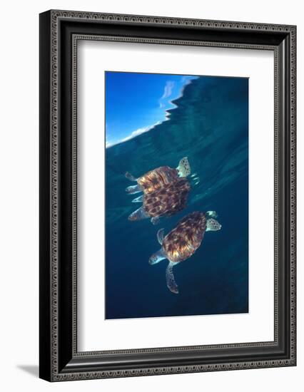 Green sea turtle reflection under surface. Cayman Islands-Carlos Villoch-Framed Photographic Print