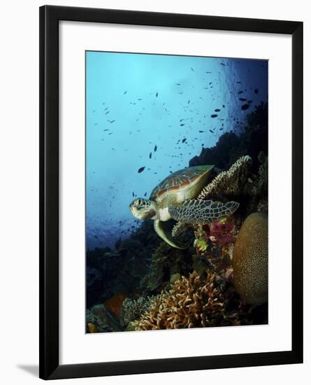 Green Sea Turtle Resting On a Plate Coral, North Sulawesi-Stocktrek Images-Framed Photographic Print